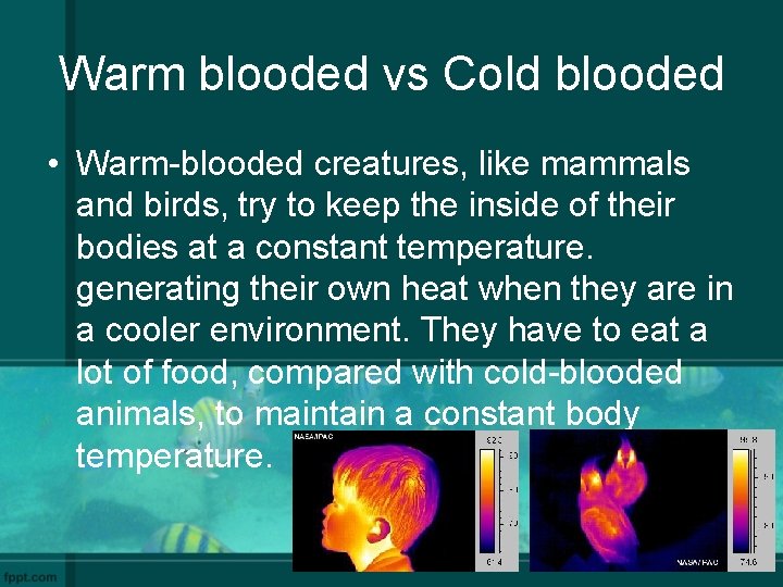 Warm blooded vs Cold blooded • Warm-blooded creatures, like mammals and birds, try to