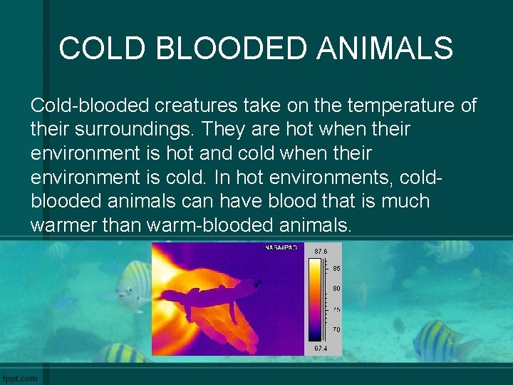 COLD BLOODED ANIMALS Cold-blooded creatures take on the temperature of their surroundings. They are
