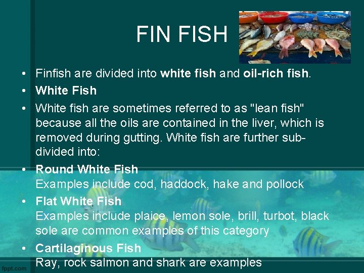 FIN FISH • Finfish are divided into white fish and oil-rich fish. • White