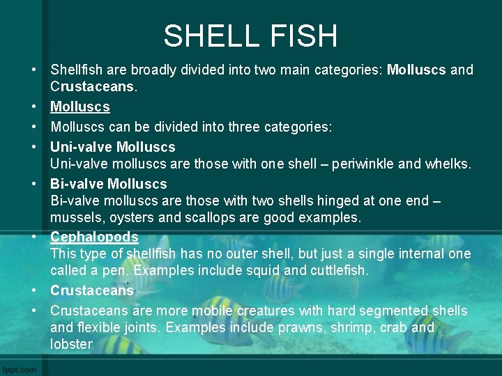 SHELL FISH • Shellfish are broadly divided into two main categories: Molluscs and Crustaceans.