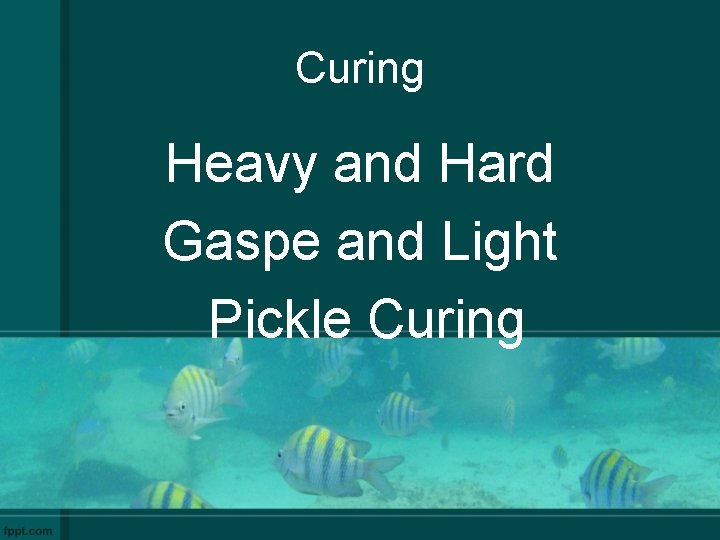 Curing Heavy and Hard Gaspe and Light Pickle Curing 