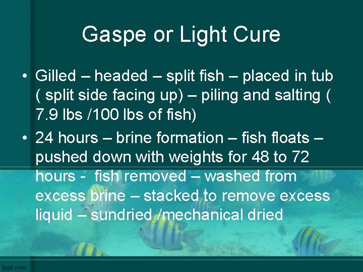 Gaspe or Light Cure • Gilled – headed – split fish – placed in