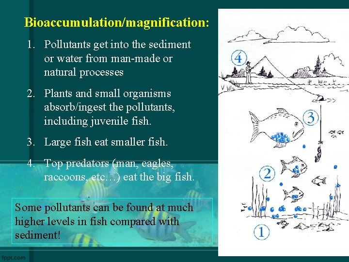 Bioaccumulation/magnification: 1. Pollutants get into the sediment or water from man-made or natural processes