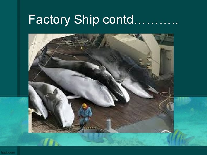 Factory Ship contd………. . 