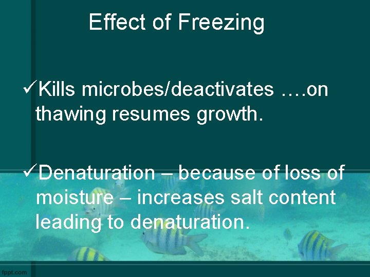 Effect of Freezing üKills microbes/deactivates …. on thawing resumes growth. üDenaturation – because of