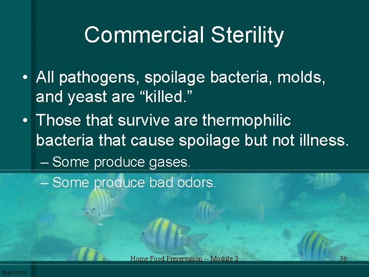 Commercial Sterility • All pathogens, spoilage bacteria, molds, and yeast are “killed. ” •