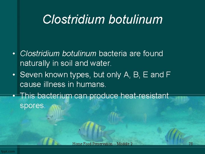 Clostridium botulinum • Clostridium botulinum bacteria are found naturally in soil and water. •