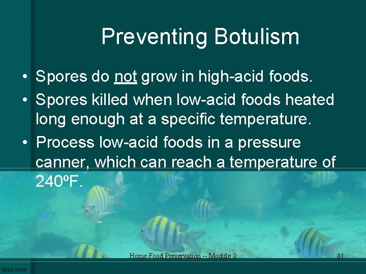 Preventing Botulism • Spores do not grow in high-acid foods. • Spores killed when