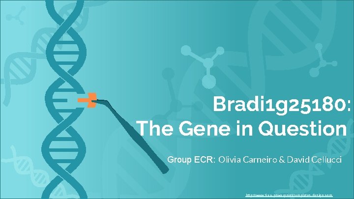 Bradi 1 g 25180: The Gene in Question Group ECR: Olivia Carneiro & David