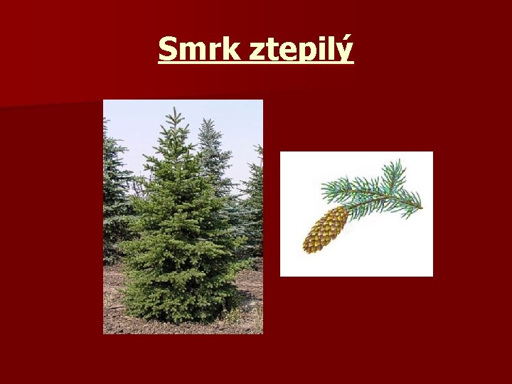 Smrk ztepilý 