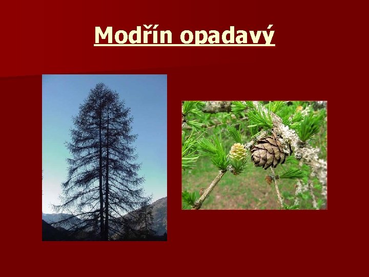 Modřín opadavý 