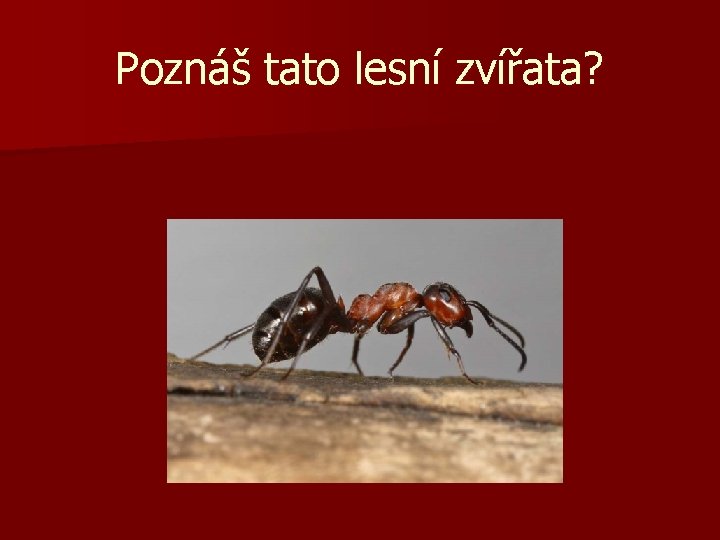 Poznáš tato lesní zvířata? Mravenec lesní 