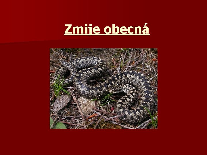 Zmije obecná 