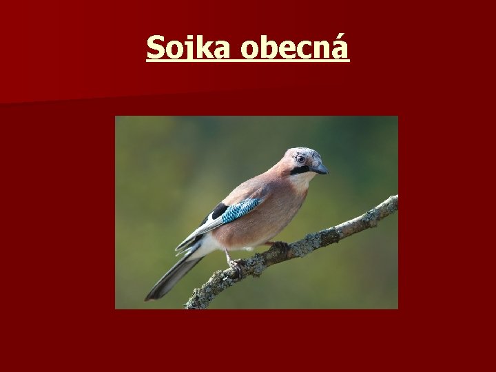 Sojka obecná 