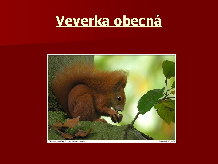 Veverka obecná 