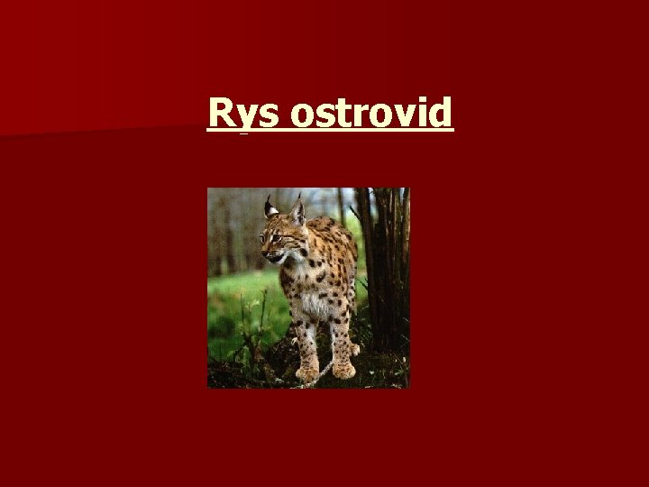 Rys ostrovid 