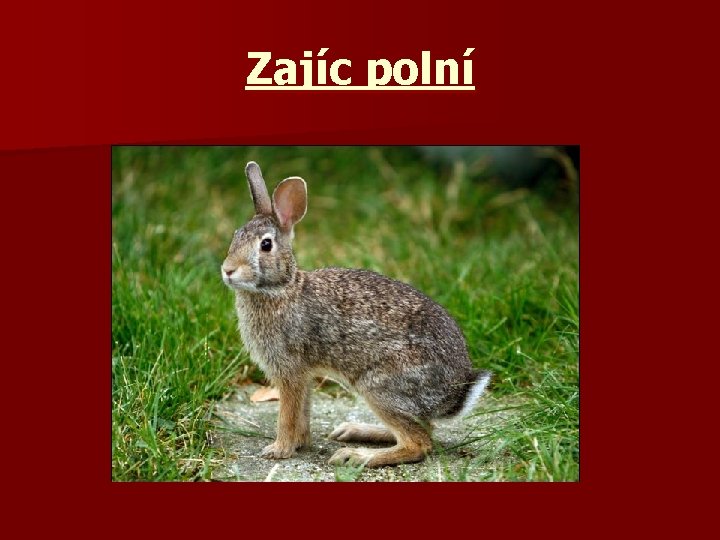 Zajíc polní 