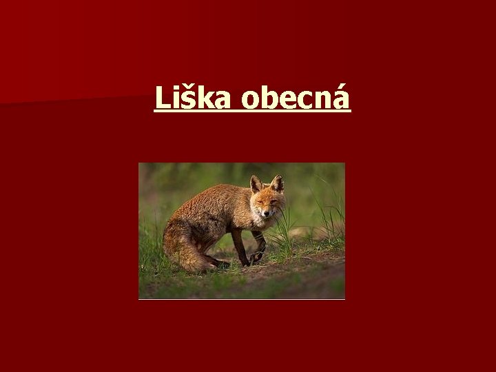 Liška obecná 