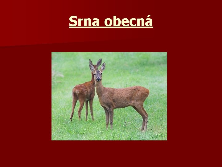 Srna obecná 