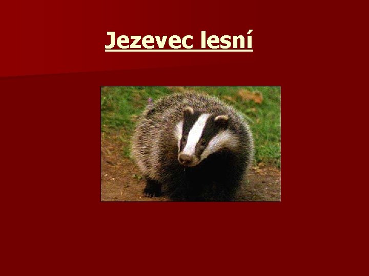 Jezevec lesní 