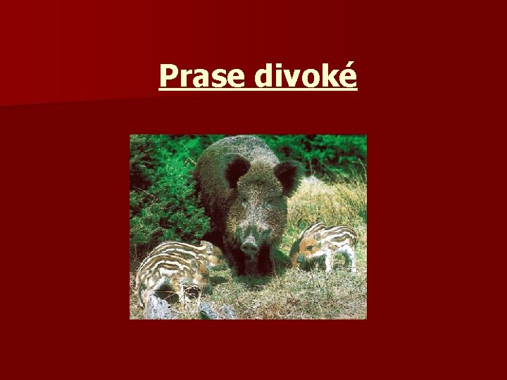 Prase divoké 