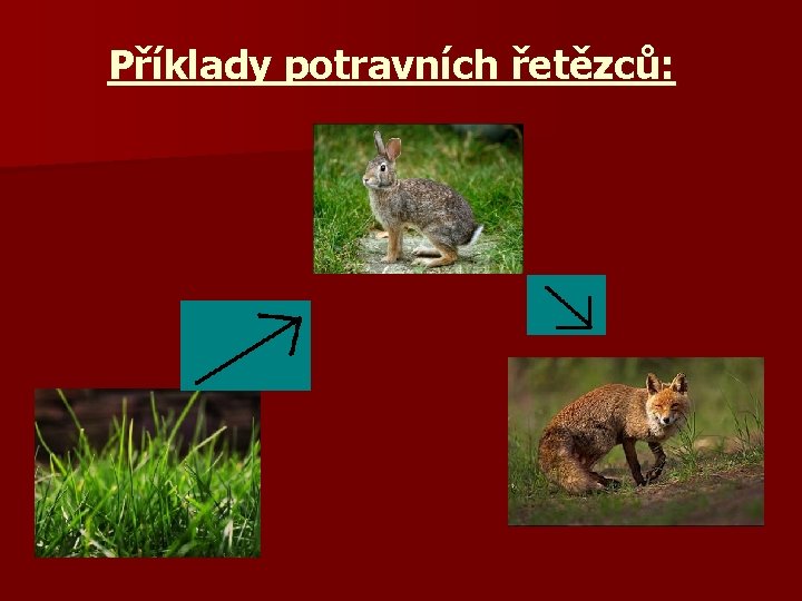 Příklady potravních řetězců: 