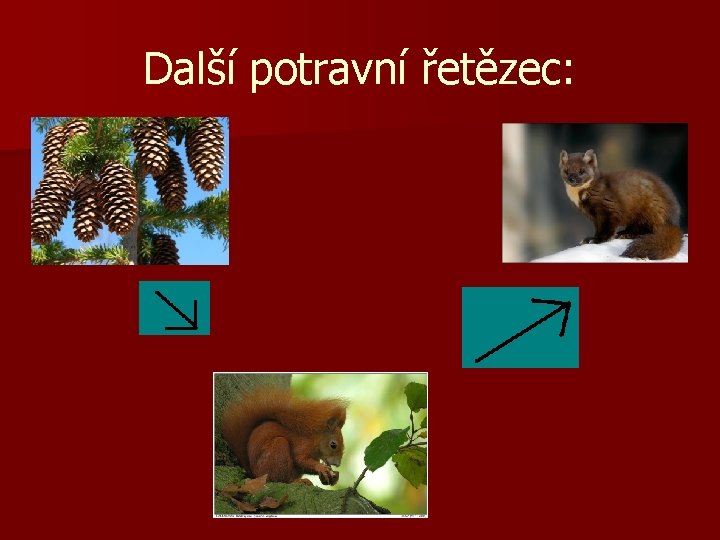 Další potravní řetězec: 