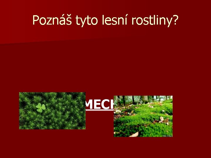 Poznáš tyto lesní rostliny? MECH 