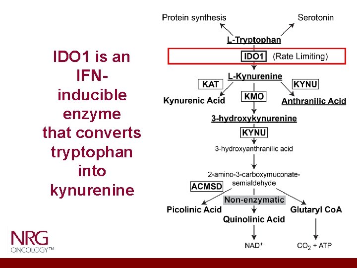 IDO 1 is an IFNinducible enzyme that converts tryptophan into kynurenine 