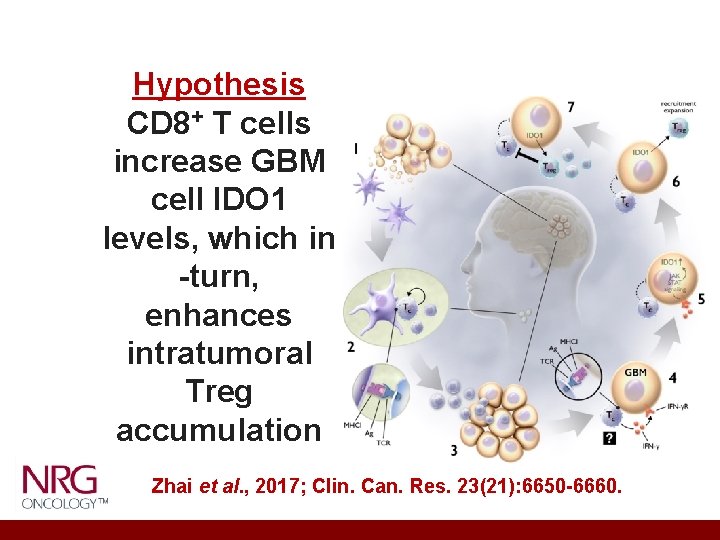 Hypothesis CD 8+ T cells increase GBM cell IDO 1 levels, which in -turn,