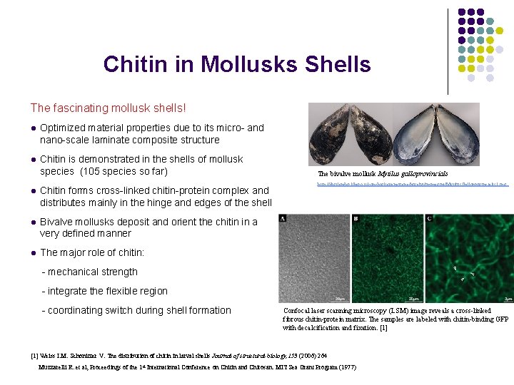 Chitin in Mollusks Shells The fascinating mollusk shells! l Optimized material properties due to