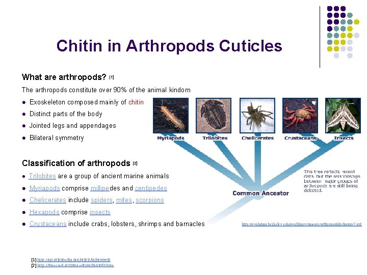 Chitin in Arthropods Cuticles What are arthropods? [1] The arthropods constitute over 90% of