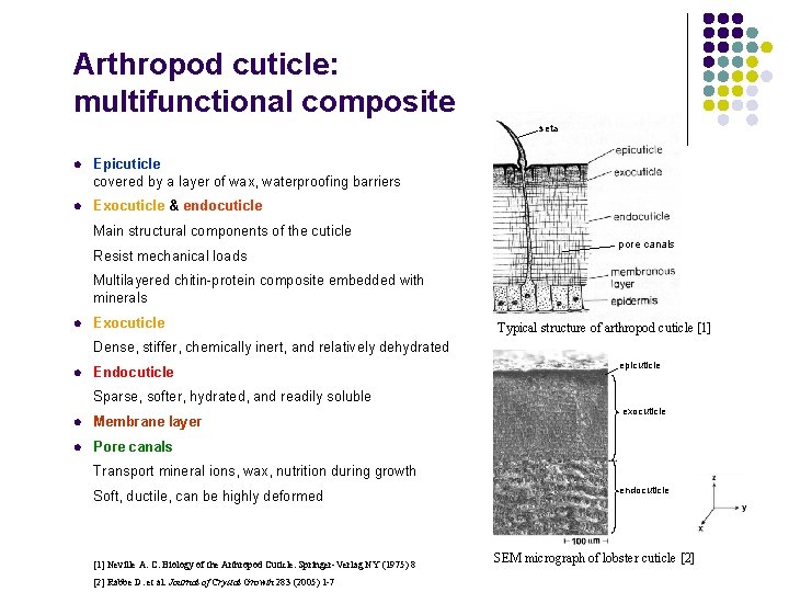 Arthropod cuticle: multifunctional composite seta l Epicuticle covered by a layer of wax, waterproofing