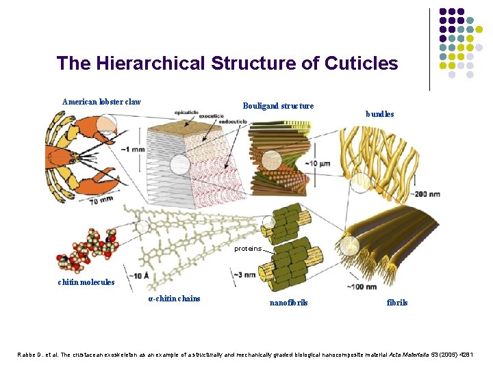 The Hierarchical Structure of Cuticles American lobster claw Bouligand structure bundles proteins chitin molecules