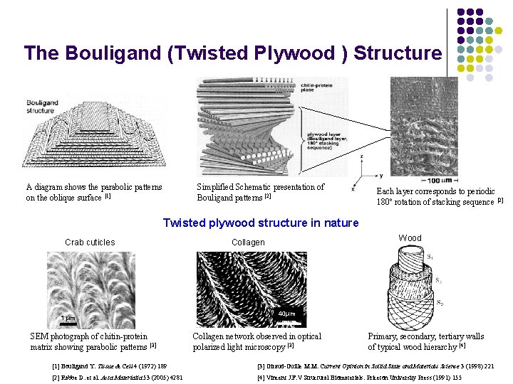 The Bouligand (Twisted Plywood ) Structure A diagram shows the parabolic patterns on the