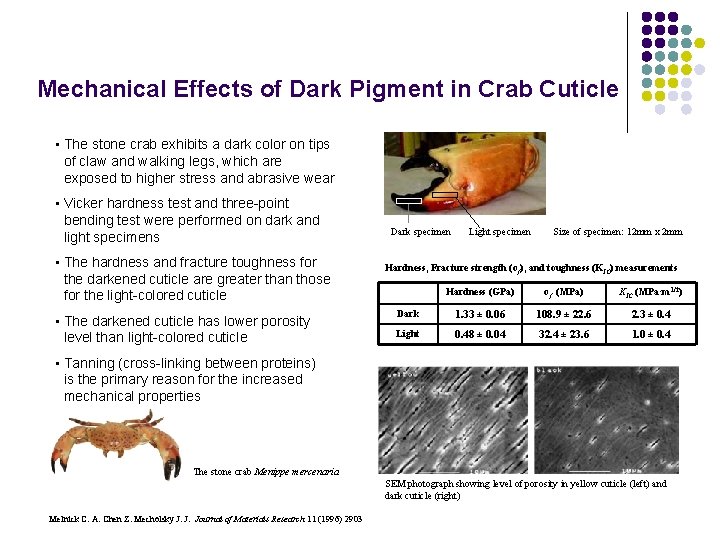 Mechanical Effects of Dark Pigment in Crab Cuticle • The stone crab exhibits a