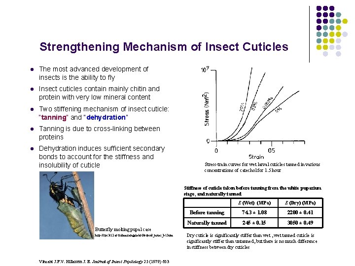 Strengthening Mechanism of Insect Cuticles l The most advanced development of insects is the