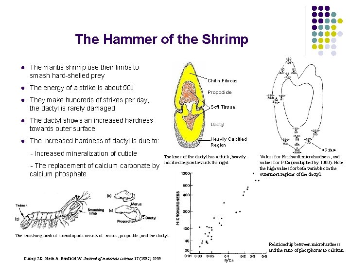 The Hammer of the Shrimp l The mantis shrimp use their limbs to smash