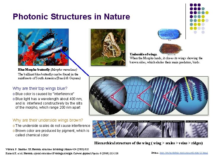 Photonic Structures in Nature Underside of wings. When the Morpho lands, it closes its