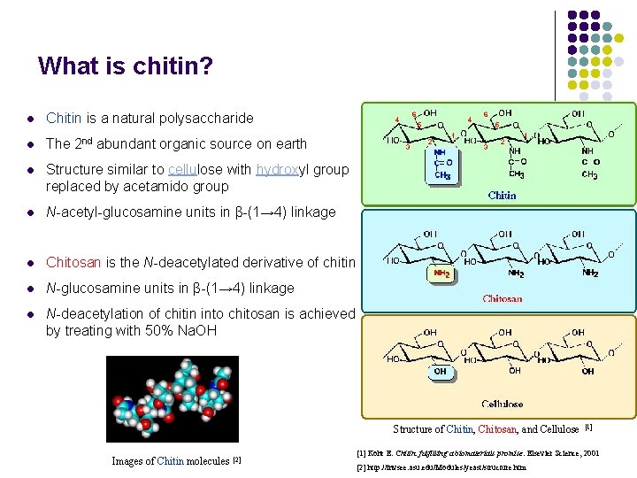 What is chitin? l Chitin is a natural polysaccharide l The 2 nd abundant