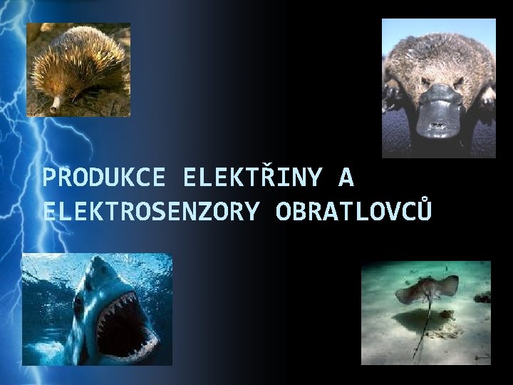 PRODUKCE ELEKTŘINY A ELEKTROSENZORY OBRATLOVCŮ 