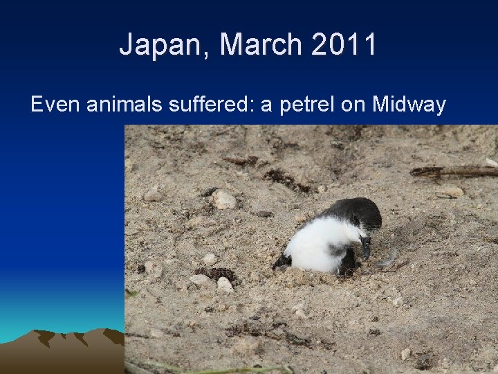 Japan, March 2011 Even animals suffered: a petrel on Midway 73 