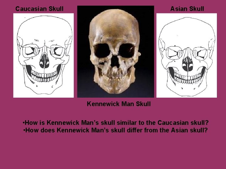 Caucasian Skull Asian Skull Kennewick Man Skull • How is Kennewick Man’s skull similar