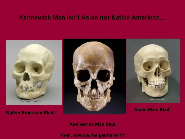 Kennewick Man isn’t Asian nor Native American… Asian Male Skull Native American Skull Kennewick