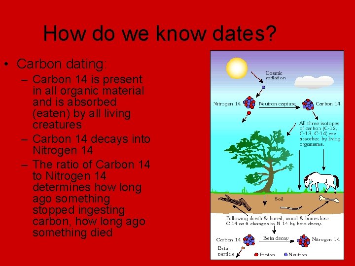 How do we know dates? • Carbon dating: – Carbon 14 is present in
