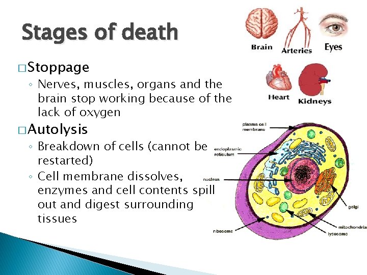 Stages of death � Stoppage ◦ Nerves, muscles, organs and the brain stop working