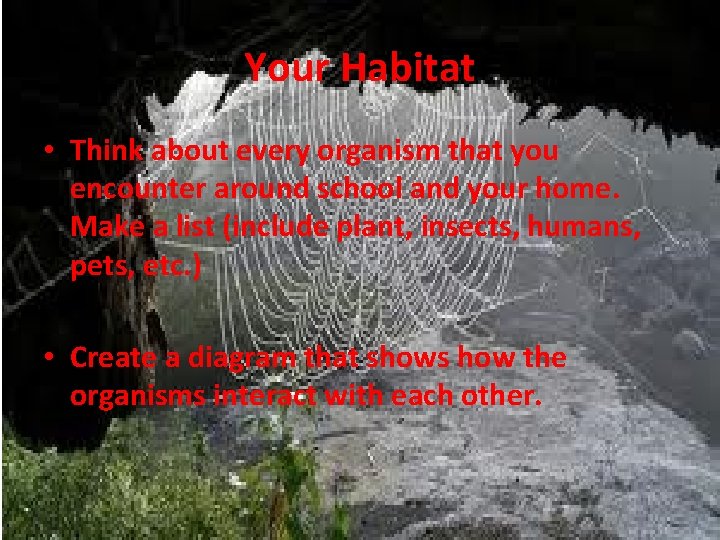Your Habitat • Think about every organism that you encounter around school and your