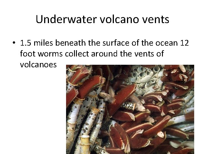 Underwater volcano vents • 1. 5 miles beneath the surface of the ocean 12