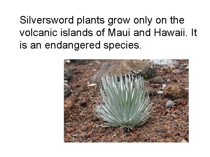 Silversword plants grow only on the volcanic islands of Maui and Hawaii. It is