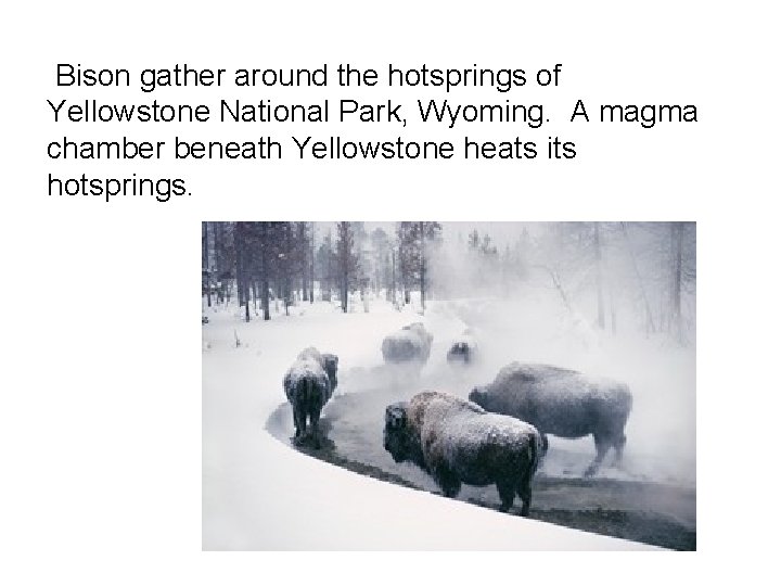 Bison gather around the hotsprings of Yellowstone National Park, Wyoming. A magma chamber beneath